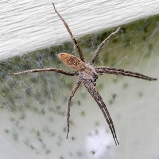 nursery web spider crawling on a web