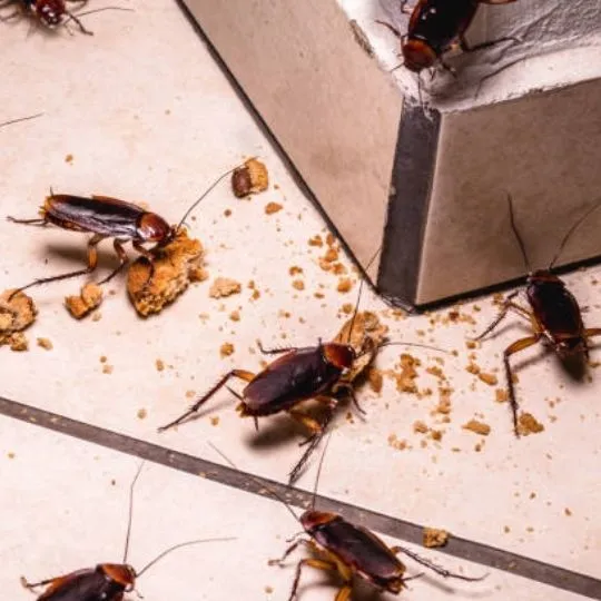 cockroaches with crumbs on floor