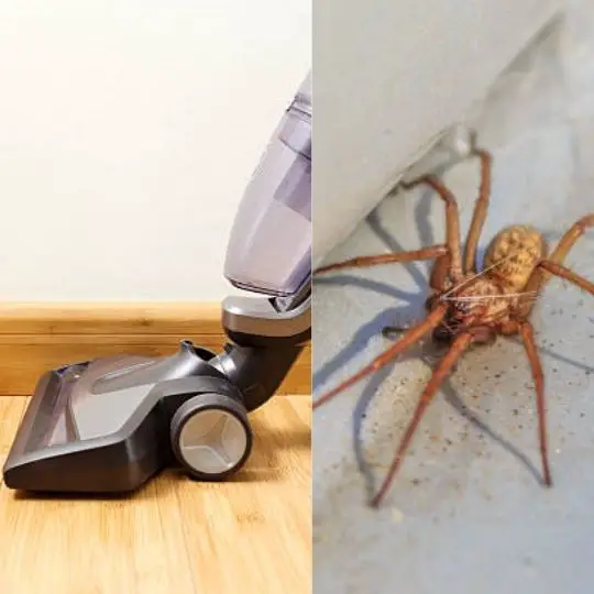 Can Spiders Survive in a Vacuum Cleaner?