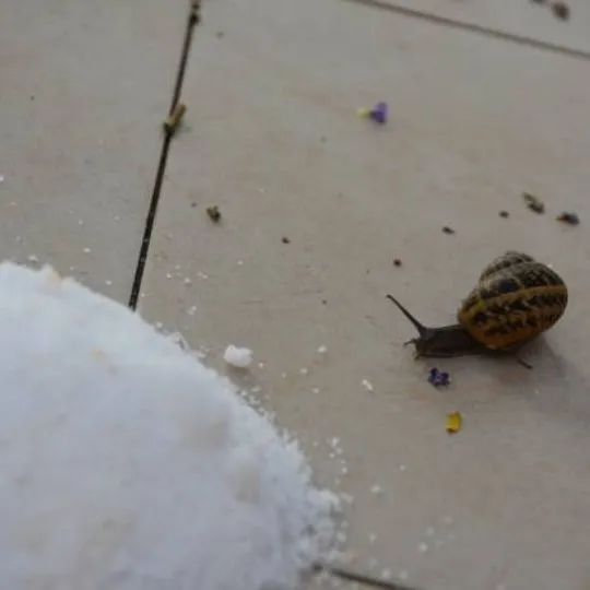 snail stopping in front of a salt pile