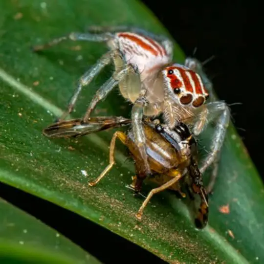 spider eating a house fly