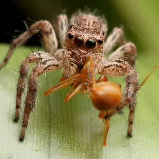 Do House Spiders Eat Ants? What Do House Spiders Eat Anyway?