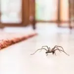 Can You Keep House Spiders as Pets?