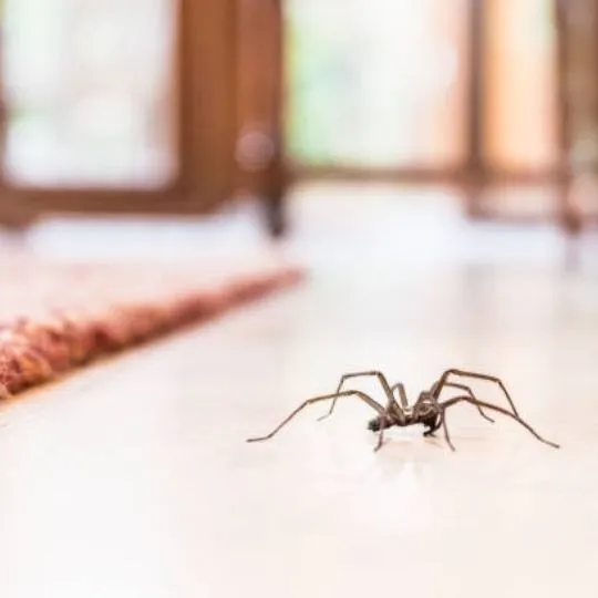 house spider - can you keep house spiders as pets