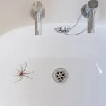 Should I kill spiders in my house?