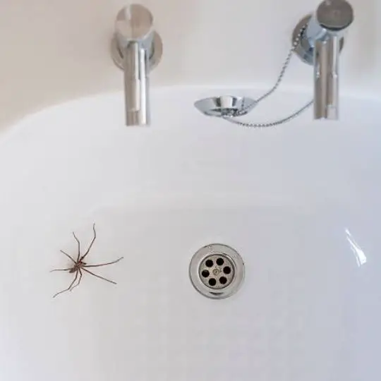 Should I Kill Spiders in My House? Experts Say Why You Shouldn’t!