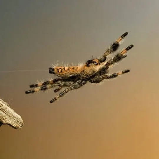 spider jumping from piece of wood