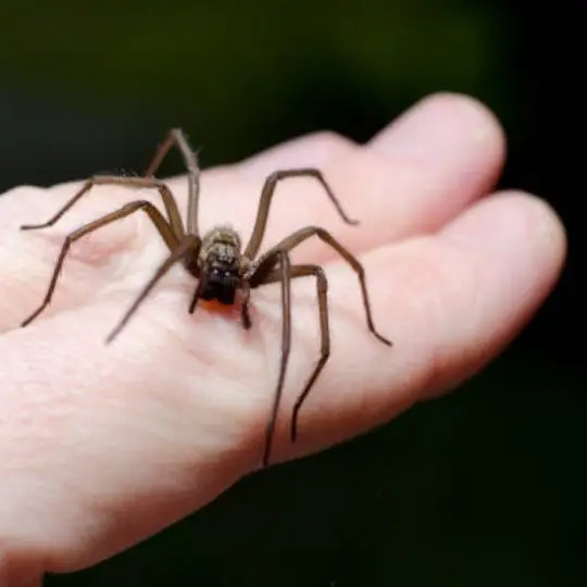 spider on fingers