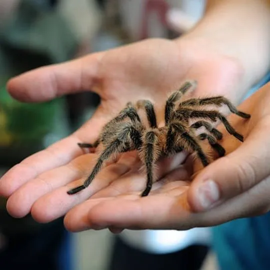 spider on human hands
