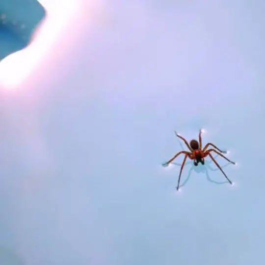 spider standing on water