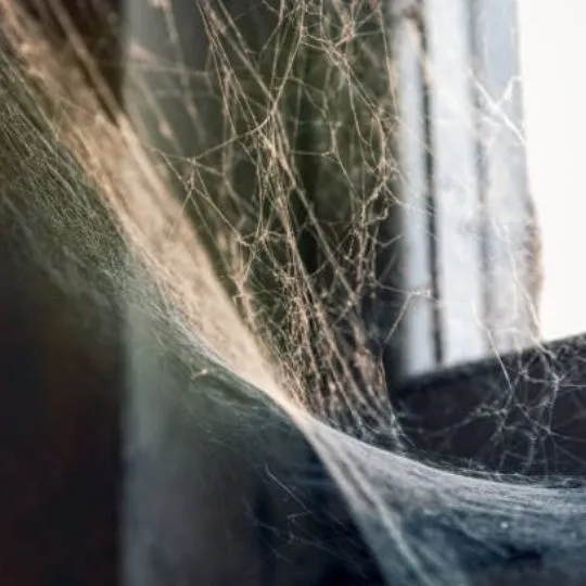 spiderwebs near the window