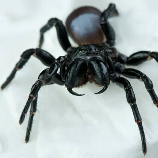 Can Spiders Bite Through Gloves: What to Do If You are Bitten by a Spider