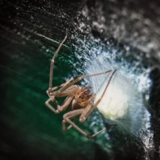 spider wrapping its egg with silk