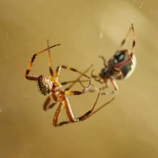 Do House Spiders Fight Each Other? What Do They Fight About?