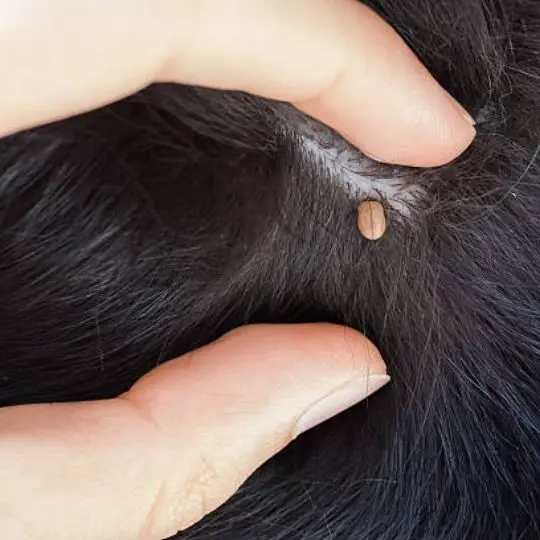 Can Ticks Lay Eggs in Hair? What to Do If You Find a Tick on Your Head