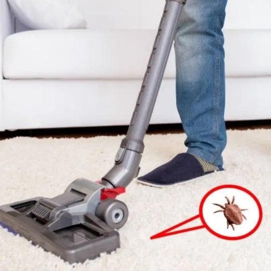 fleas on carpet, vacuum