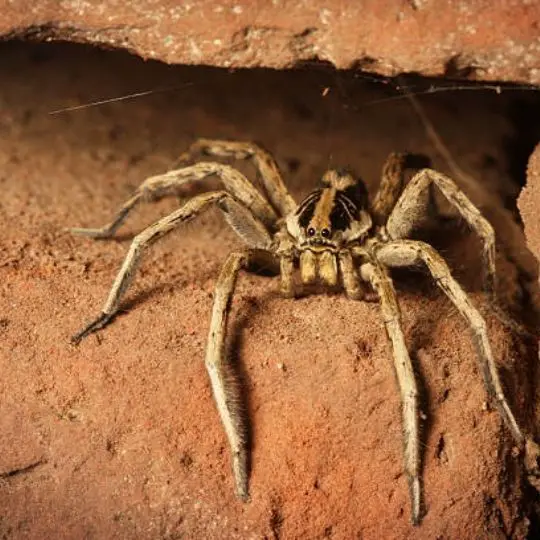 House Spiders Can Survive Outside: Fact or Myth?