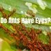 Do Ants Have Eyes? How Many?