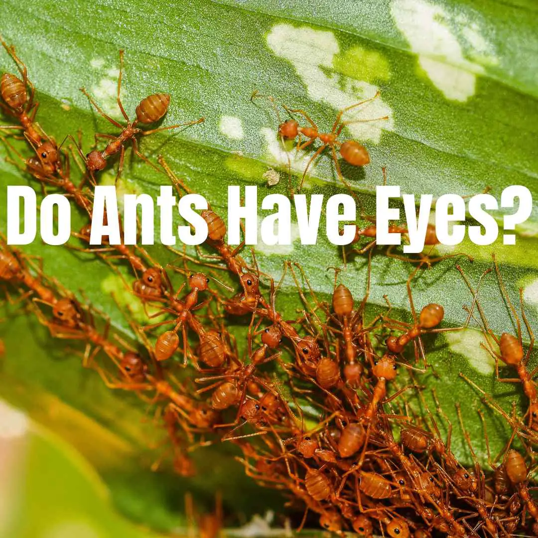 Do Ants Have Eyes? How Many?