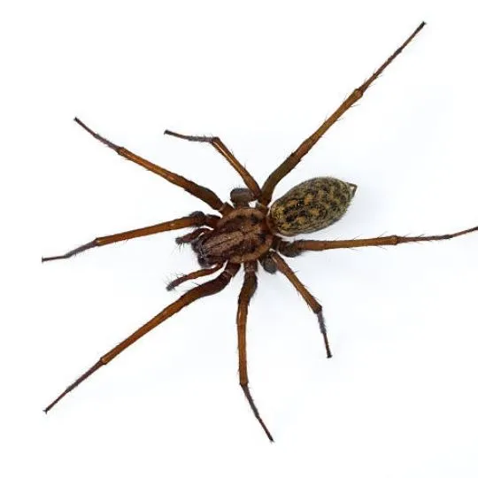 Eratigena Atrica spider on a white background