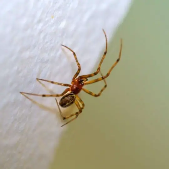 Top 6 Common House Spider Types in California
