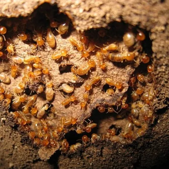 a colony of subterranean termites hard at work