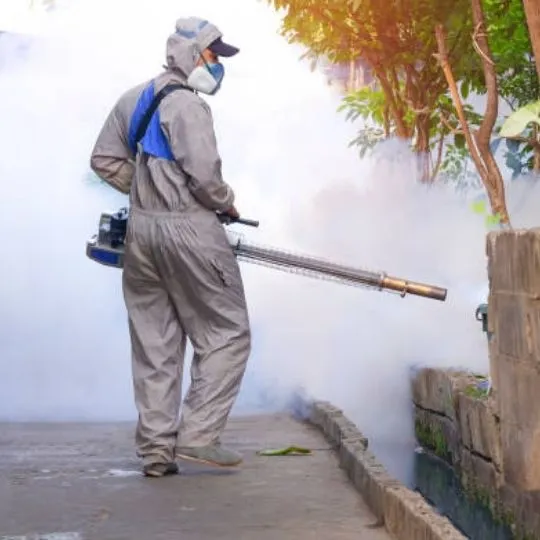 How Soon Can Termites Return After Fumigation ?