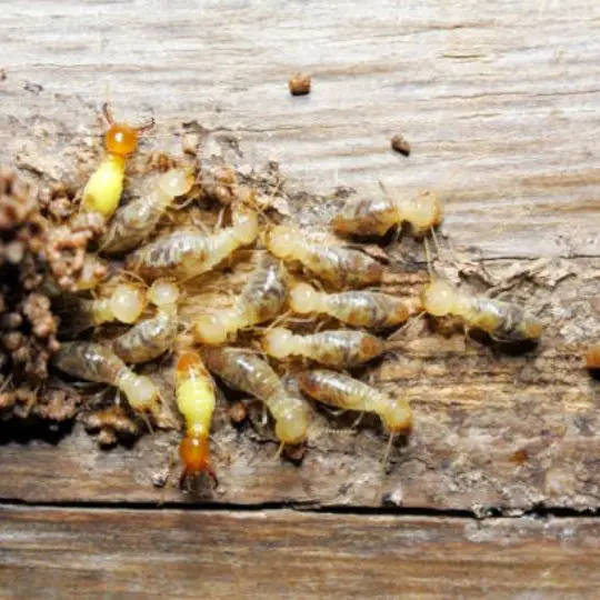 a termite colony chewing through wood