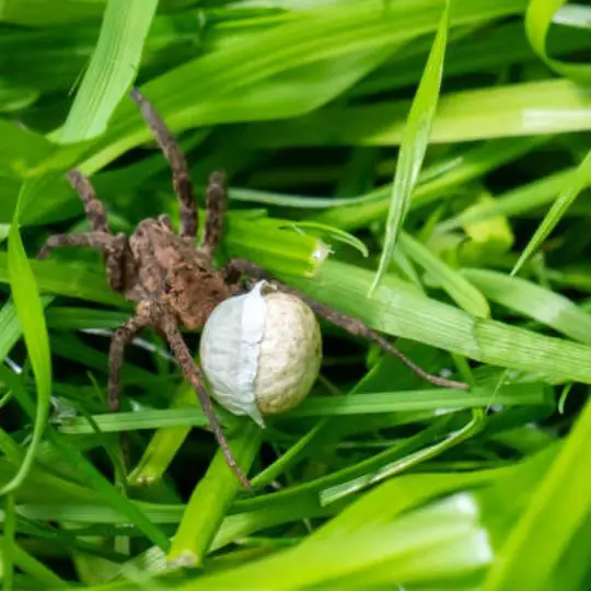 american wolf spider carrying its eggs