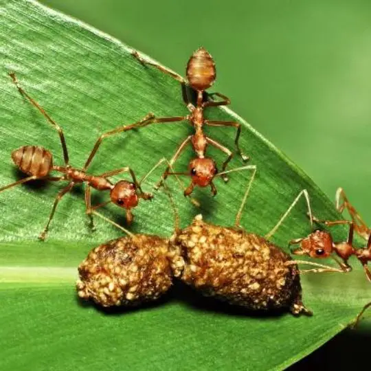 ants eating something on a leaf