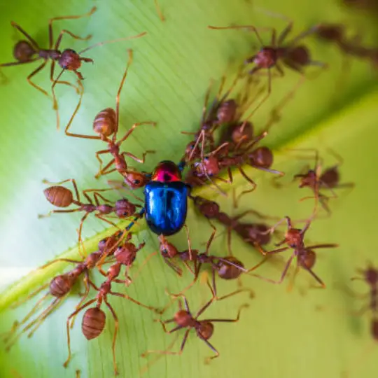 ants grouping up against blue insect