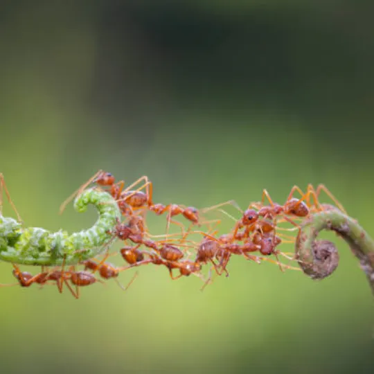 ants trying to cross a gap