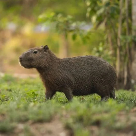 capybara standing in a majestic manner