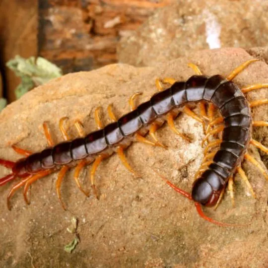 centipede crawling on a rock