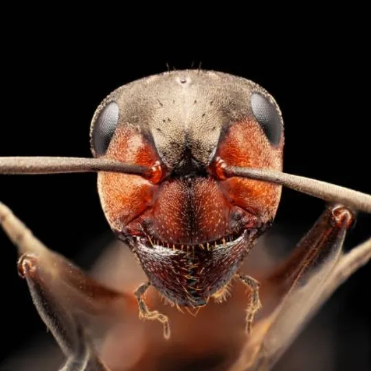 close up of ant with black background