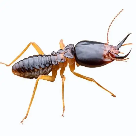 close up of black termite on white background