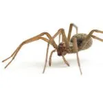 Where Do Brown House Spiders Come From?