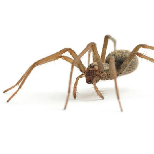 close up of brown house spider on white background