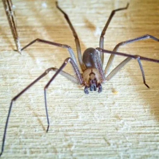 close up of brown recluse spider on wooden surface