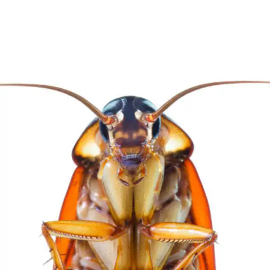 close up of cockroach on white background