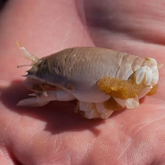 close up of female sand flea