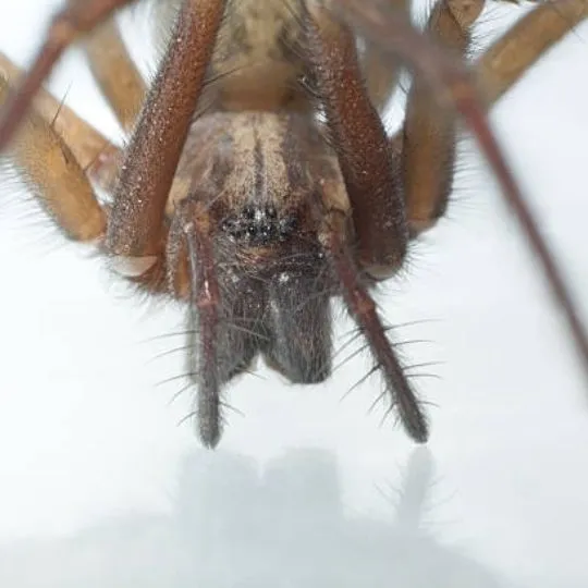 close up of house spider face