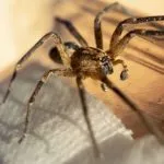 Do Brown House Spiders Jump?