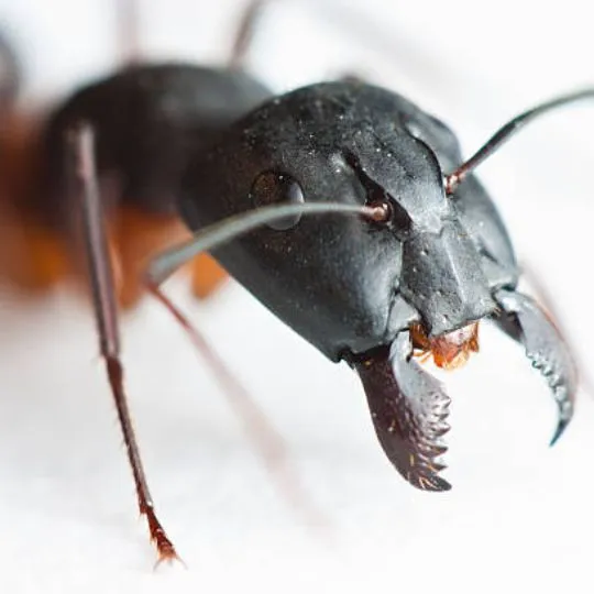 close up of mandibles of an ant