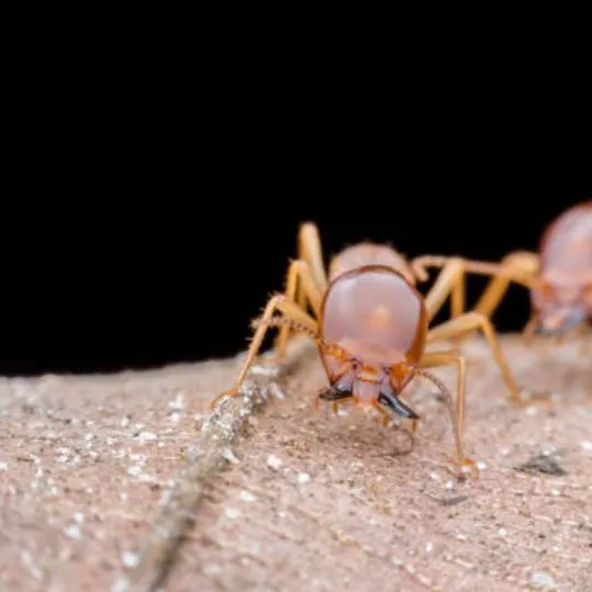 close up of mandibles of an termites