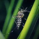 How Much Does a Mosquito Weigh?
