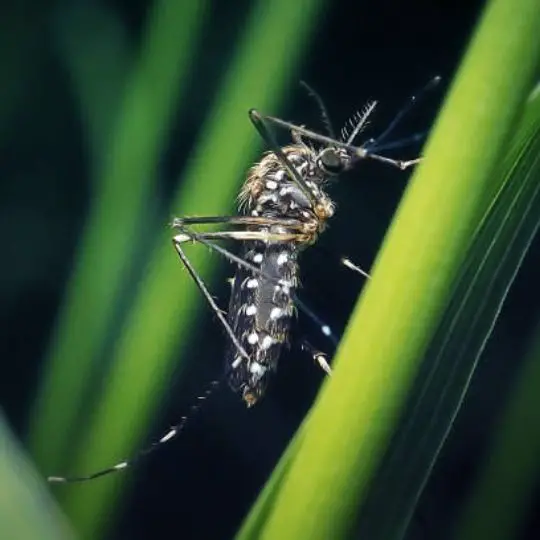 close up of mosquito on grass