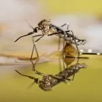 What Time Are Mosquitoes Most Active?