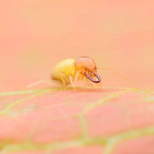 close up of small termite