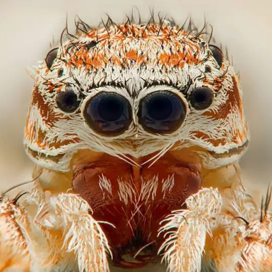 Do Spiders Know When You're Looking At Them?